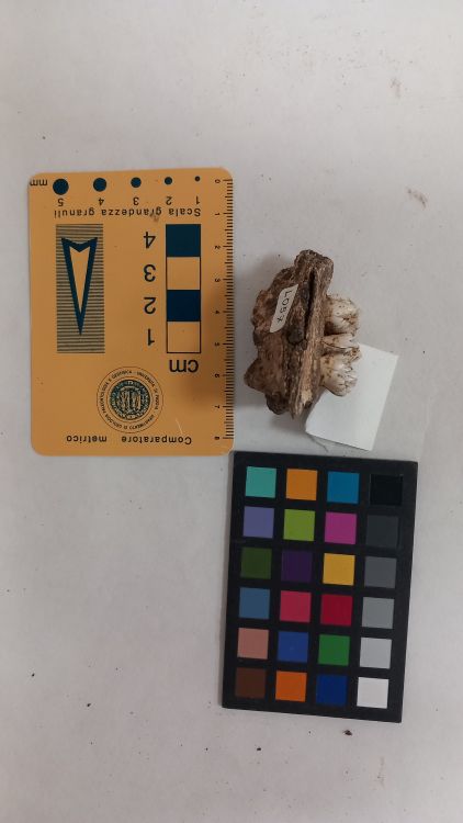 fossile (Cinghiale - mascella, esemplare)