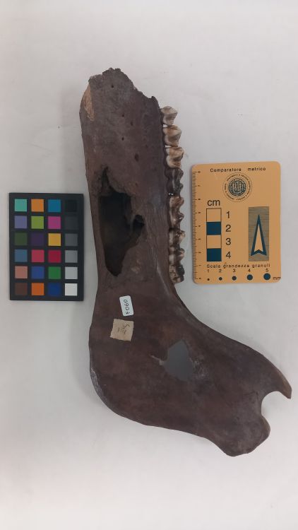 fossile (Cinghiale - ramo mandibolare, esemplare)