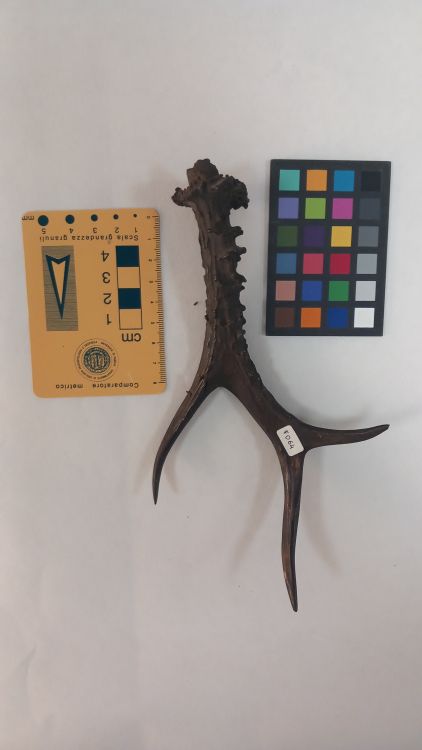 fossile (Capriolo - palco, esemplare)