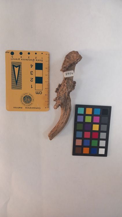 fossile (Capriolo - palco, esemplare)