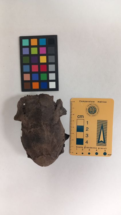 fossile (Capriolo - cranio)