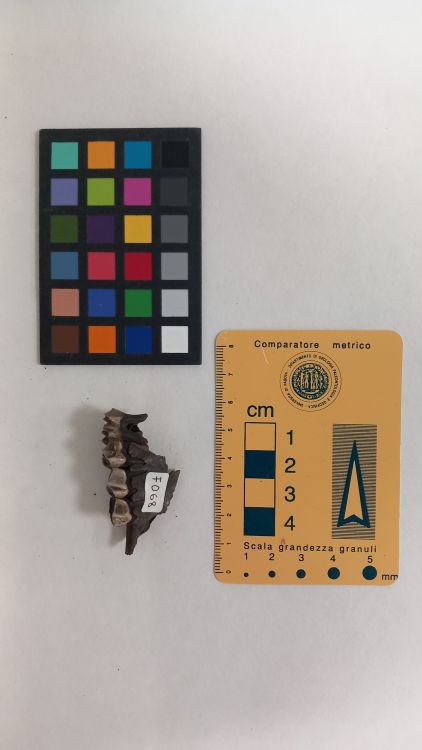 fossile (Capriolo - mascella, esemplare)