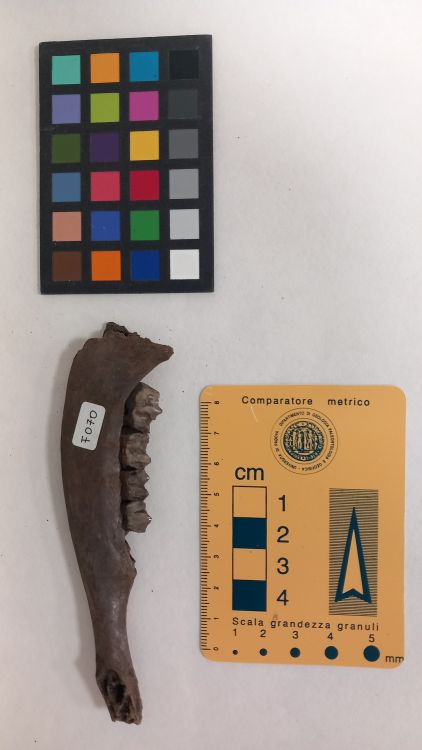 fossile (Capriolo - ramo mandibolare, esemplare)