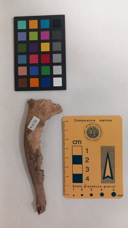 fossile (Capriolo - ramo mandibolare, esemplare)