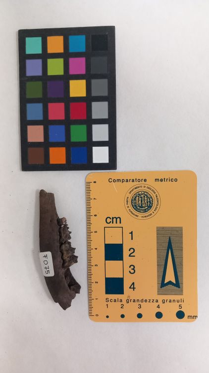 fossile (Capriolo - ramo mandibolare, esemplare)