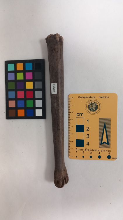 fossile (Capriolo - metatarso, esemplare)