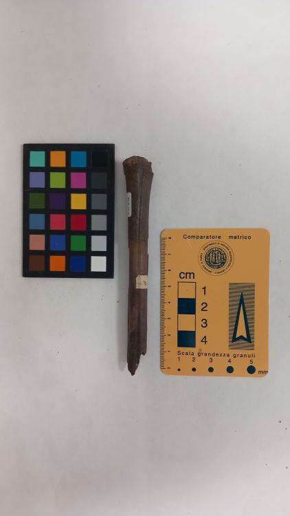 fossile (Capriolo - metatarso, esemplare)