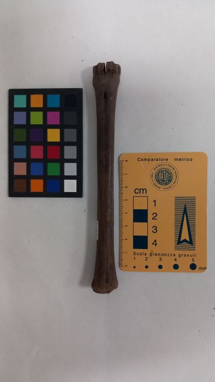 fossile (Capriolo - metacarpo, esemplare)