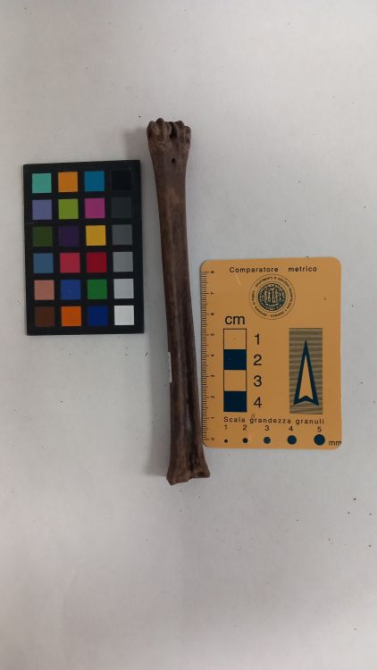 fossile (Capriolo - metacarpo, esemplare)