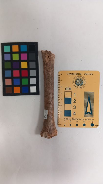 fossile (Bovide - metacarpo, esemplare)