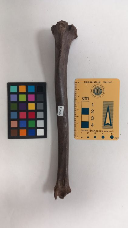 fossile (Capriolo - tibia, esemplare)