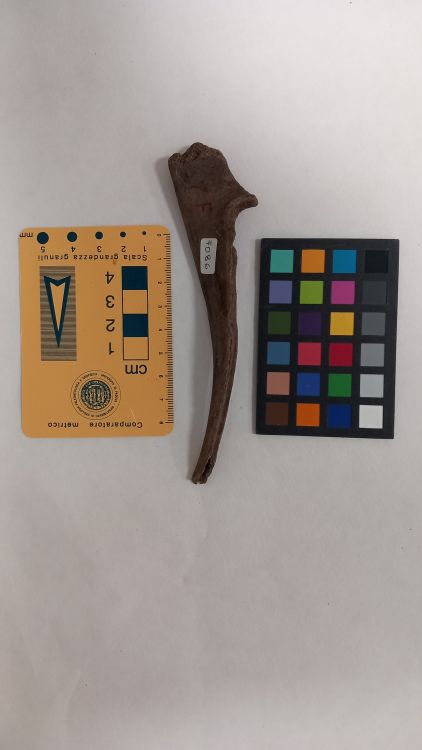 fossile (Capriolo - ulna)