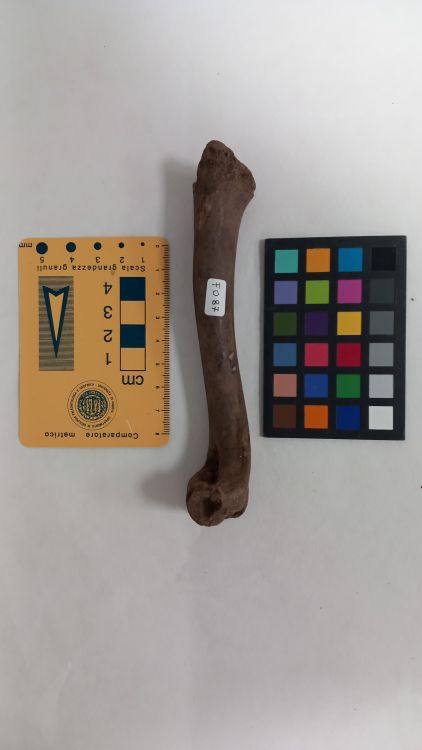 fossile (Capriolo - omero, esemplare)