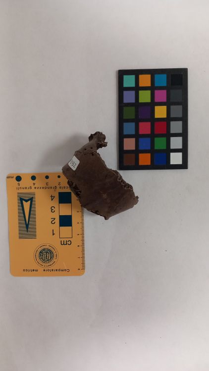 fossile (Capriolo - cranio, esemplare)