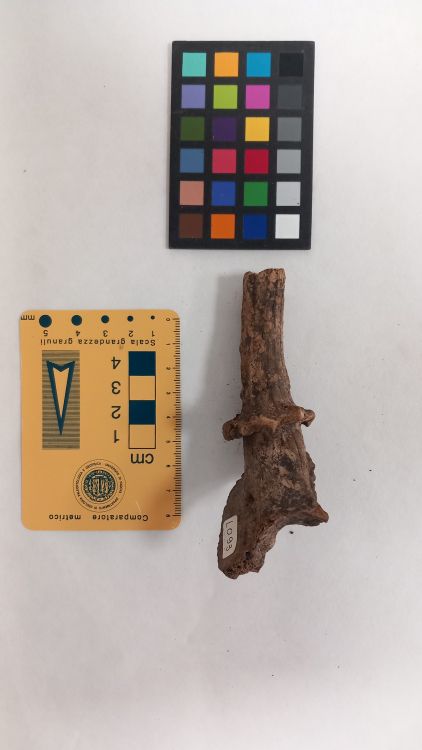 fossile (Capriolo - palco, esemplare)