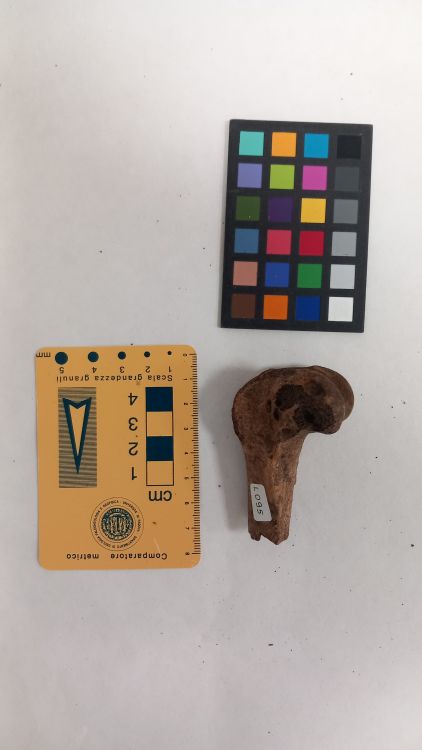 fossile (Capriolo - femore)