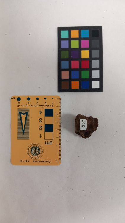 fossile (Capriolo - omero, esemplare)