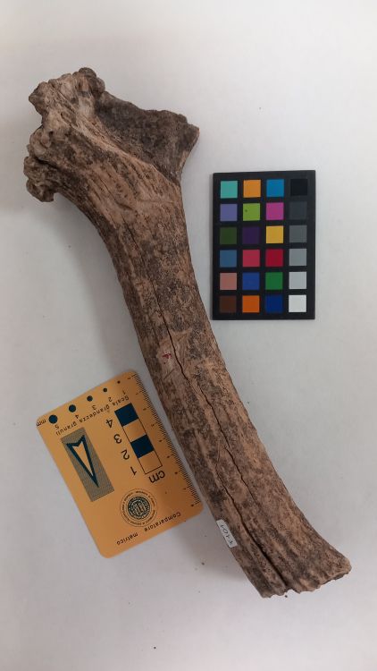 fossile (Cervo - palco, esemplare)