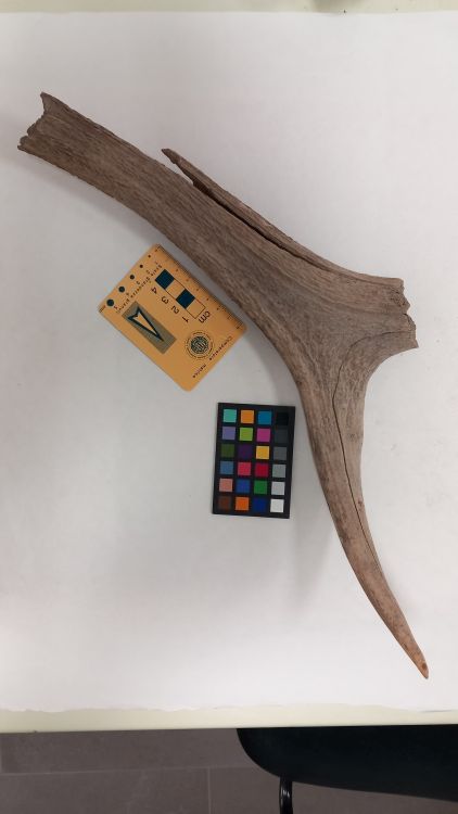 fossile (Cervo - palco)