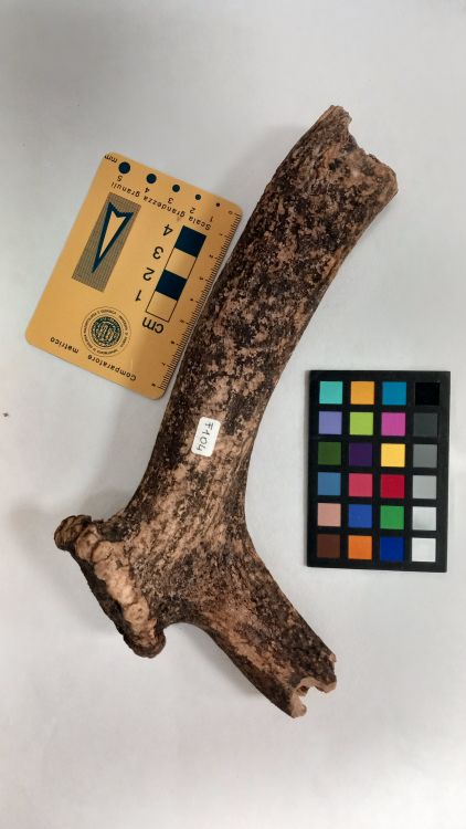 fossile (Cervo - palco, esemplare)