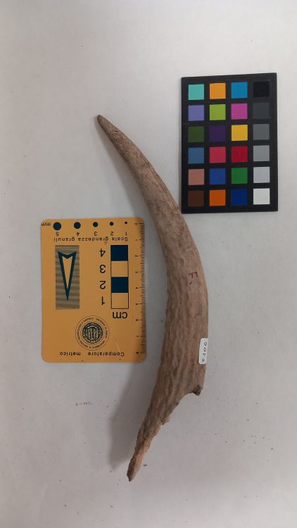 fossile (Cervo - palco, esemplare)