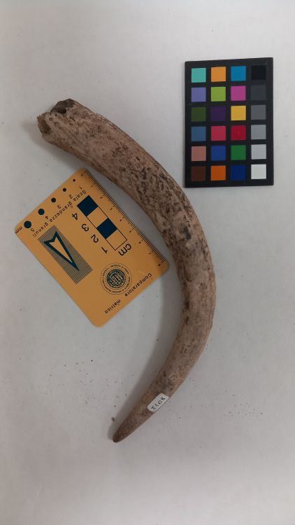 fossile (Cervo - palco, esemplare)