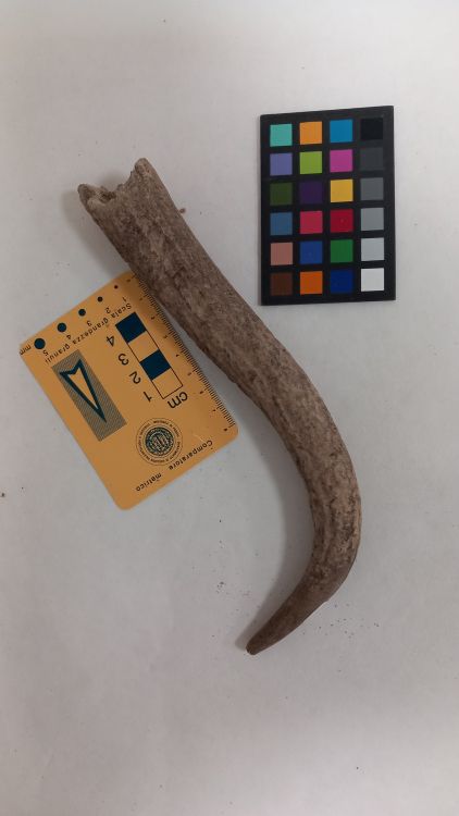 fossile (Cervo - palco, esemplare)