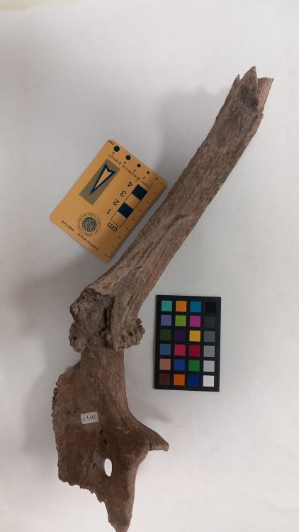 fossile (Cervo - palco, esemplare)