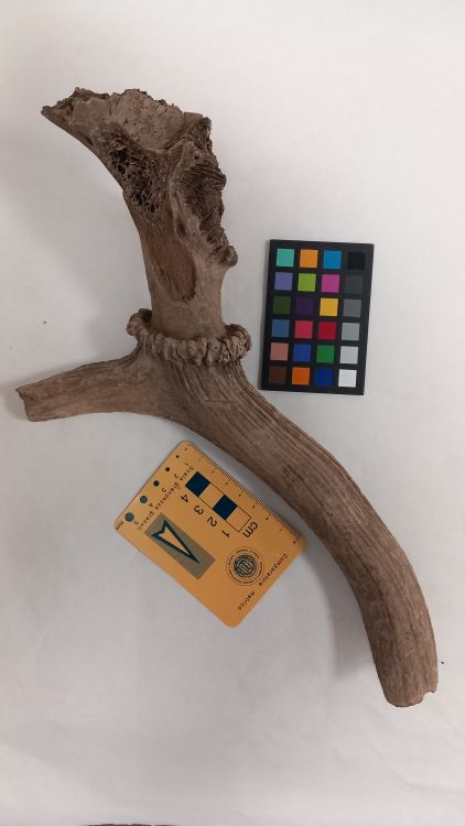 fossile (Cervo - palco, esemplare)