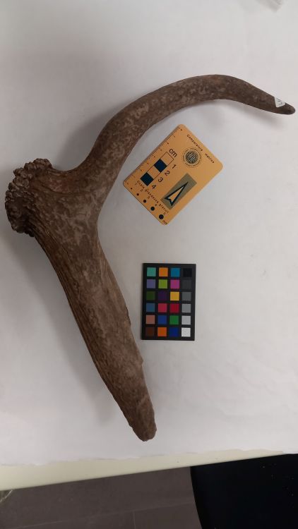 fossile (Cervo - palco, esemplare)