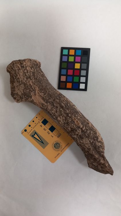 fossile (Cervo - palco, esemplare)