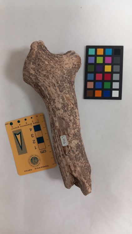 fossile (Cervo - palco, esemplare)