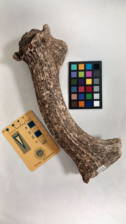 fossile (Cervo - palco, esemplare)