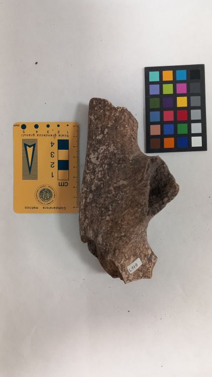 fossile (Cervo - palco, esemplare)