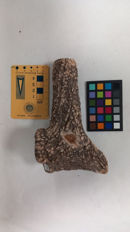 fossile (Cervo - palco, esemplare)