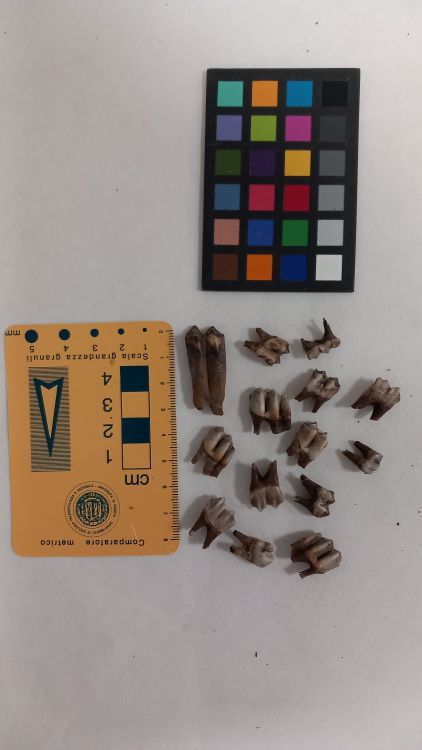 fossile (Ruminanti - denti, insieme)