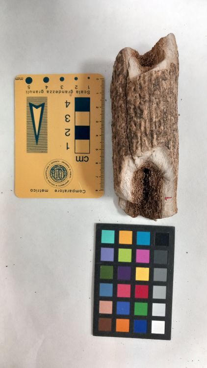 fossile (Cervo - palco, esemplare)