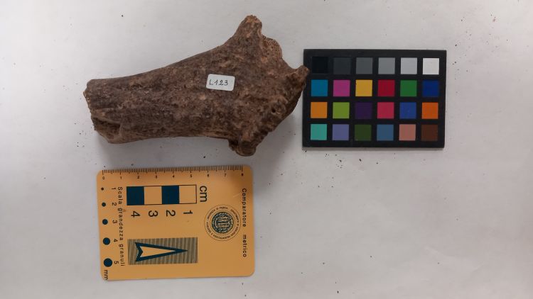 fossile (Cervo - palco, esemplare)