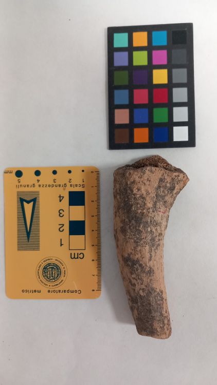 fossile (Cervo - palco, esemplare)