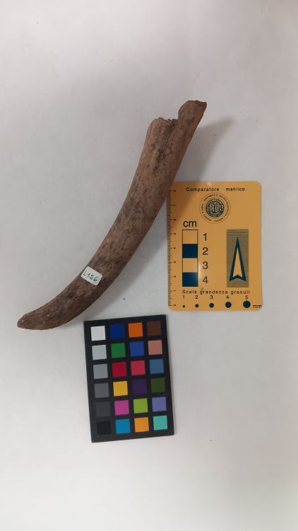 fossile (Cervo - palco, esemplare)