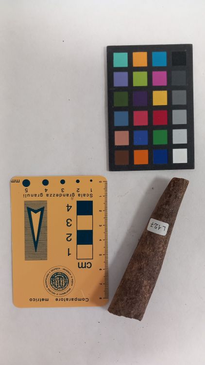 fossile (cervo - palco, esemplare)