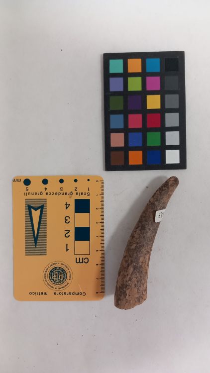 fossile (Cervo - palco, esemplare)