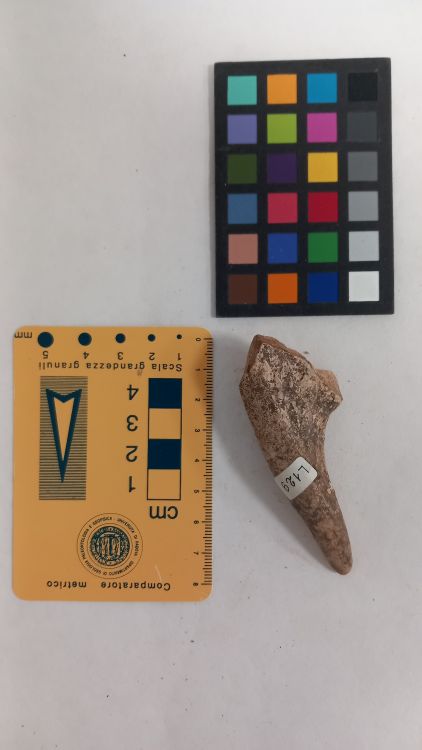 fossile (Cervo - palco, esemplare)