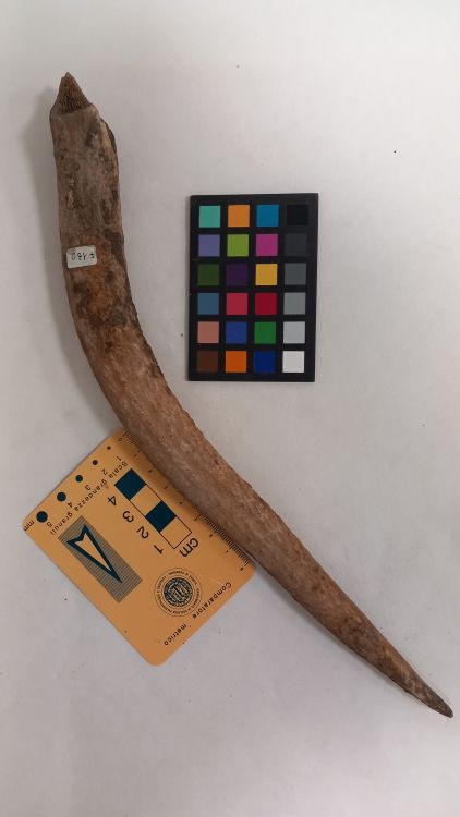 fossile (Cervo - palco, esemplare)