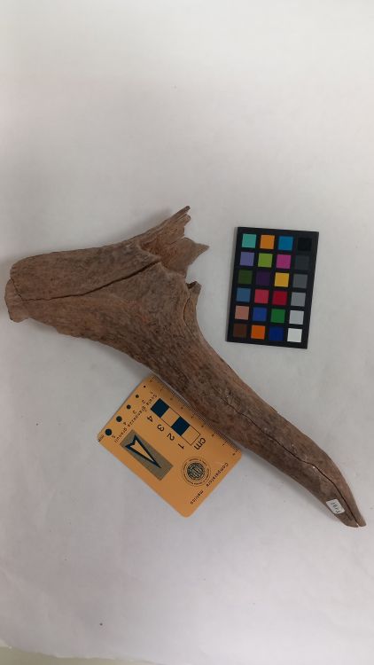 fossile (Cervo - palco, esemplare)