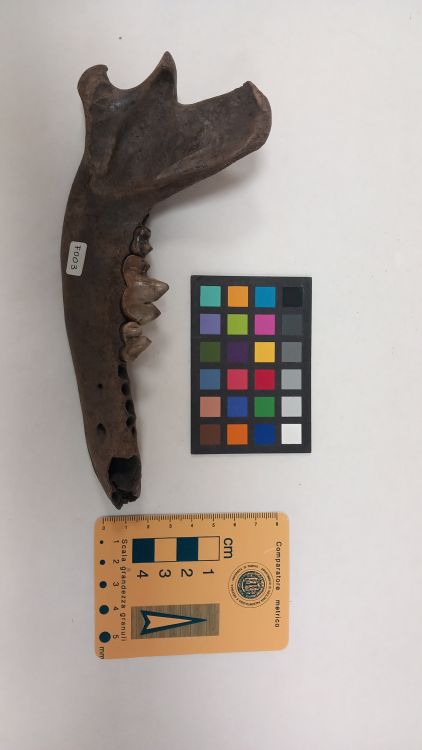 fossile (Lupo - ramo mandibolare, esemplare)