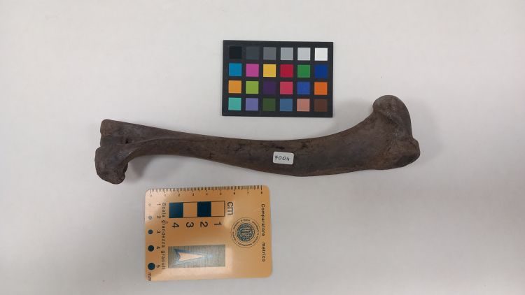 fossile (Lupo - omero, esemplare)