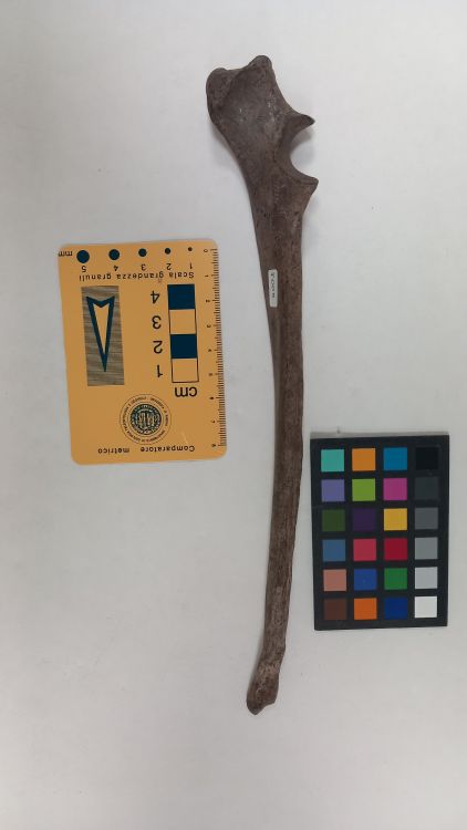 fossile (Lupo - ulna, esemplare)