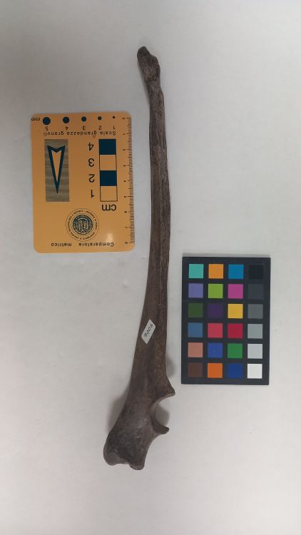 fossile (Lupo - ulna, esemplare)