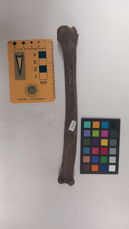 fossile (Lupo - radio, esemplare)